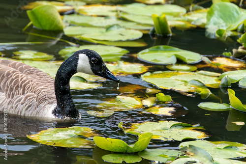 Canada goose feeding amongst lily pads
