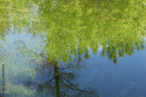 Reflection of a clear sky on the surface of a shallow pond with algae on the bottom.