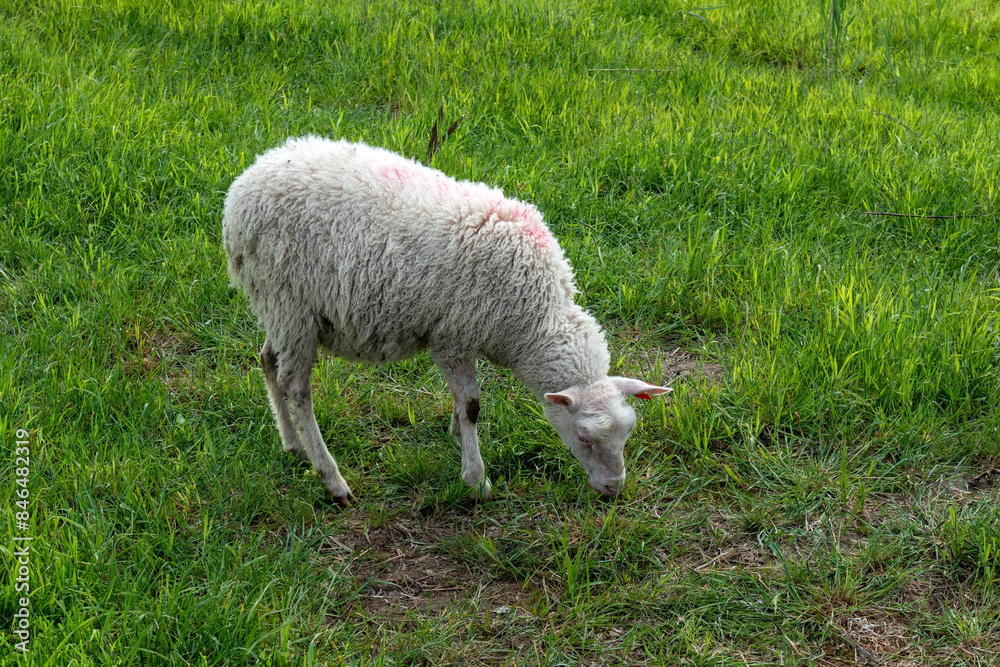Sheep in green grass field Sheep in green grass field
