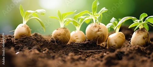 Young potato sprouts growing in a mulch bedding of straw Gardening without digging High quality photo. copy space available photo