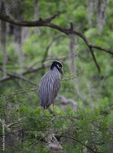 Yellow crowned night heron in tree photo