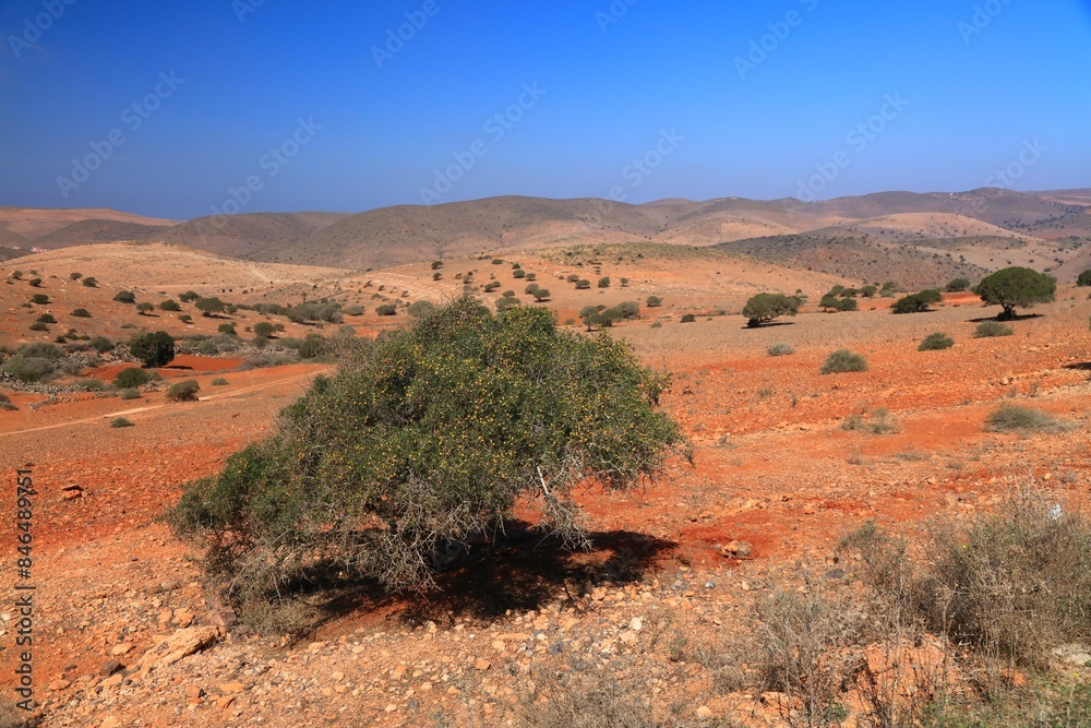 Morocco desert with argan trees. Landscape in Morocco. Morocco desert with argan trees. Landscape in Morocco.