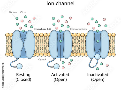 resting, activated, and inactivated states of an ion channel in the plasma membrane with ion flow structure diagram hand drawn schematic vector illustration. Medical science educational illustration