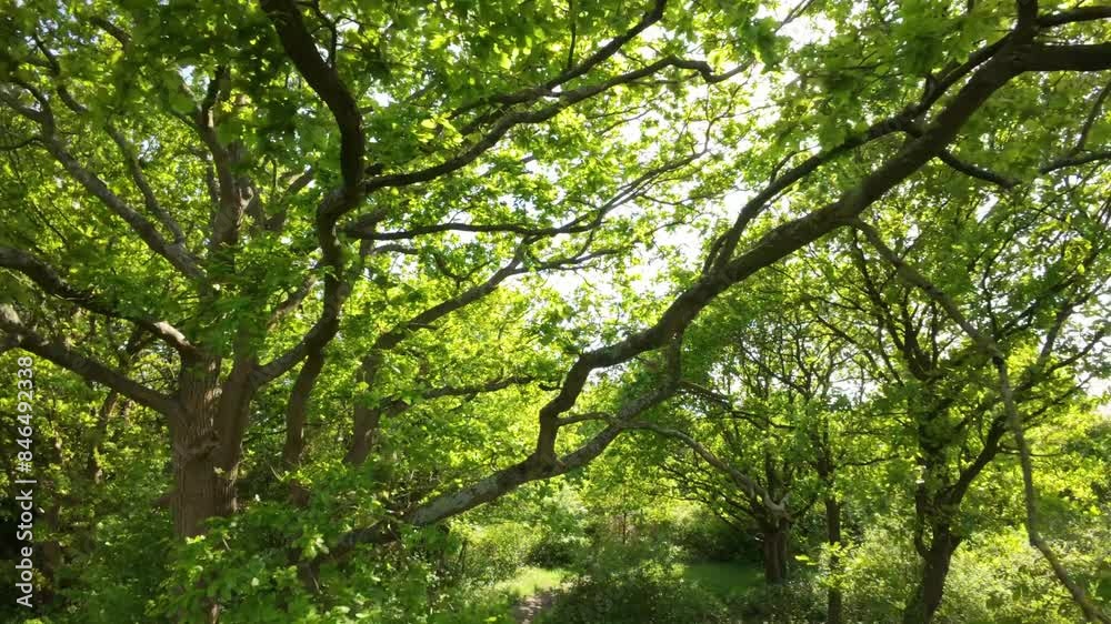 Drone flying through the branches of a green-leafed tree in the park on a sunny day Drone flying through the branches of a green-leafed tree in the park on a sunny day