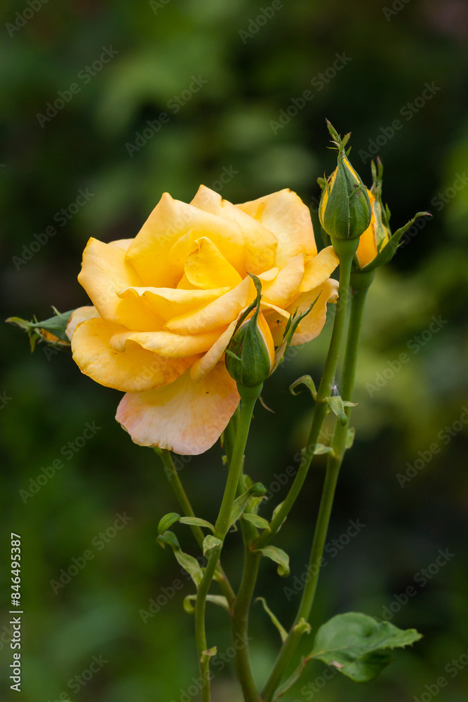 Blossoming yellow rose in Belgrade Blossoming yellow rose in Belgrade