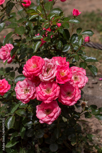 Blossoming pink roses in Belgrade