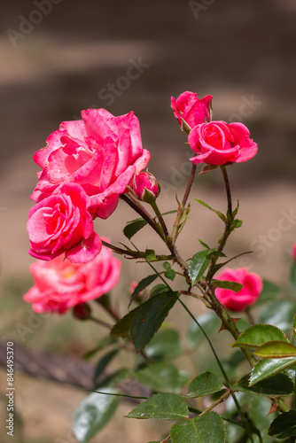 Blossoming pink roses in Belgrade