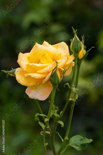 Blossoming yellow rose in Belgrade