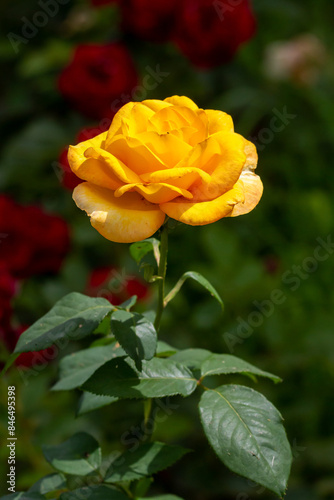 Blossoming yellow rose in Belgrade