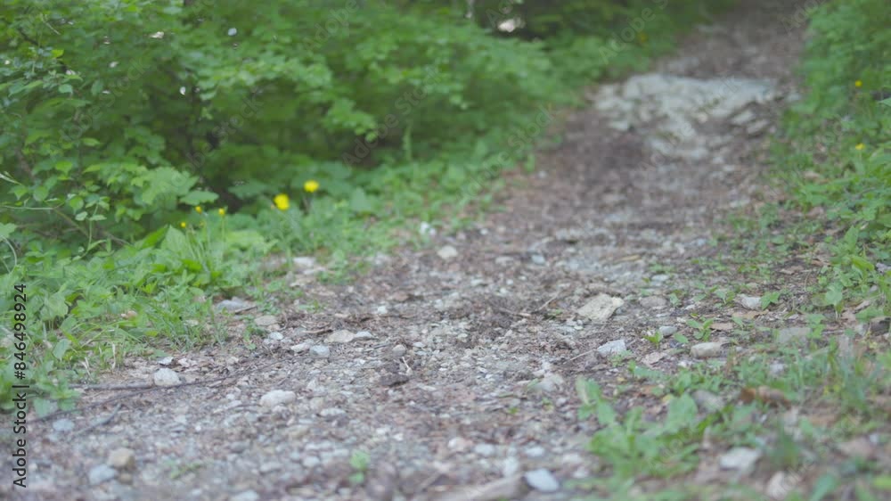 Static shot of a gravel pathway while a bicycle passing on it in a forest Static shot of a gravel pathway while a bicycle passing on it in a forest