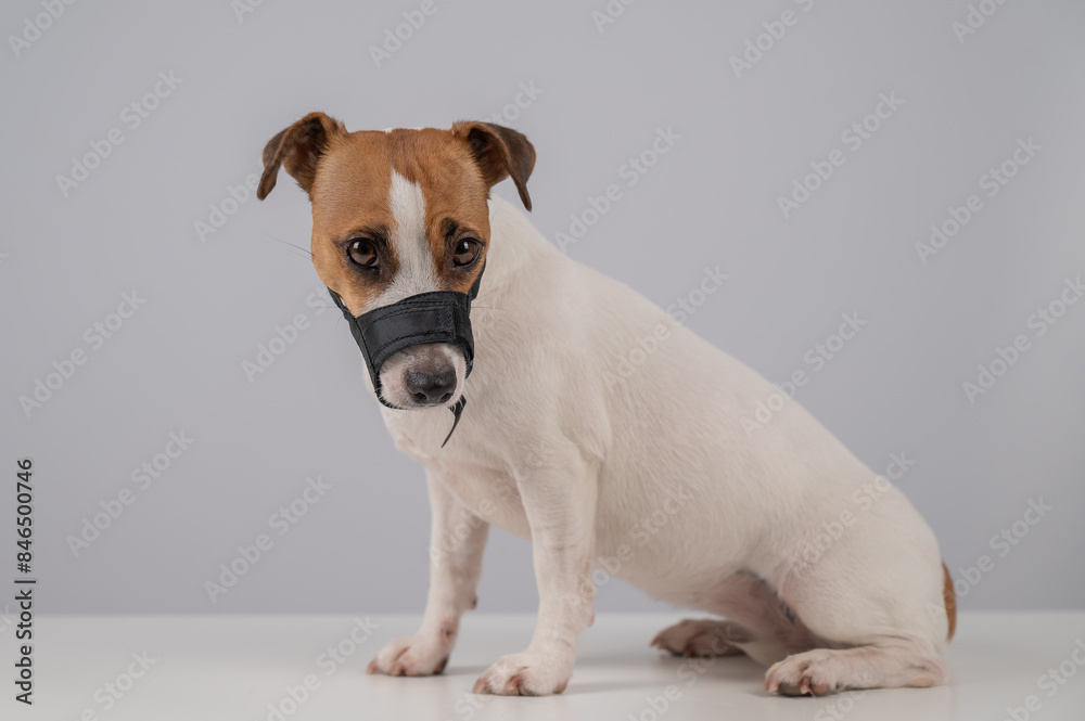 Obraz premium Jack Russell Terrier dog in a rag muzzle on a white background. 