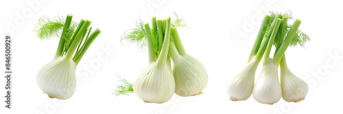 Fresh Fennel Bulbs with Fronds Isolated on Transparent Background