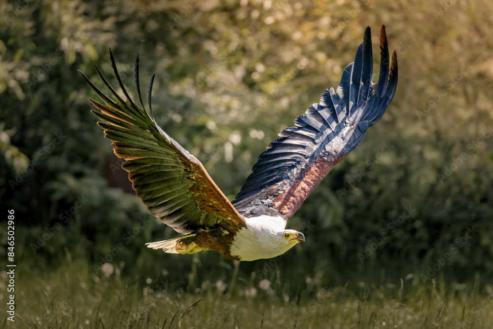 Fototapeta premium White, yellow and black bird flying by trees