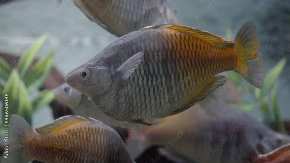 Boesemani rainbow fish swimming in aquarium fish tank. Marine conservation. Puebla, Mexico. Slow motion. Boesemani rainbow fish swimming in aquarium fish tank. Marine conservation. Puebla, Mexico. Slow motion.