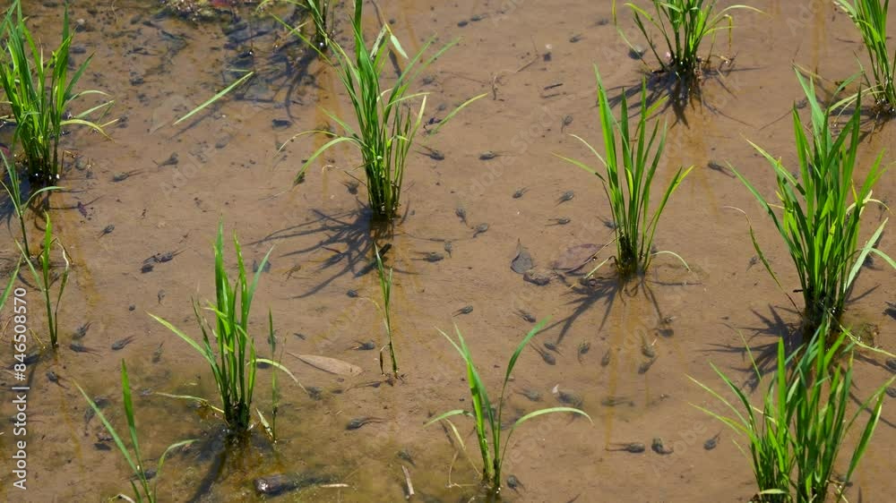 Close up scenery of rice fields with tadpoles swimming Close up scenery of rice fields with tadpoles swimming