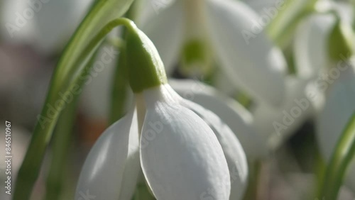 Wallpaper Mural Snowdrops, flower, spring. White snowdrops bloom in garden, early spring, signaling end of winter. Torontodigital.ca