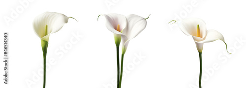 Three White Calla Lilies Isolated on Transparent Background