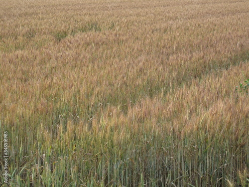 piante di grano in campagna