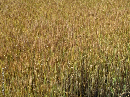 piante di grano in campagna