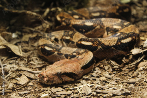 a snake that is on some leaves in the dirt,