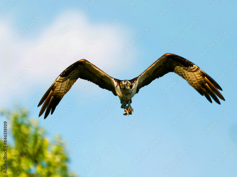 Flying Osprey with impressive talons soaring above a tree