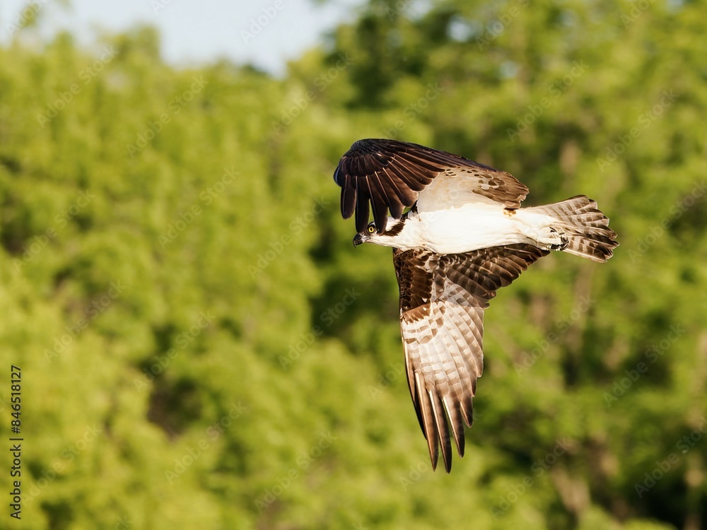 Obraz premium the ospreetal is flying over a forested area