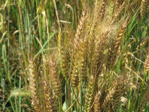 piante di grano in campagna photo