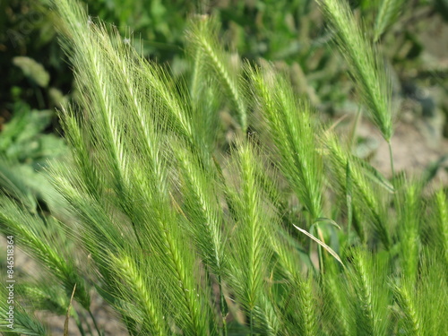 piante di grano in campagna