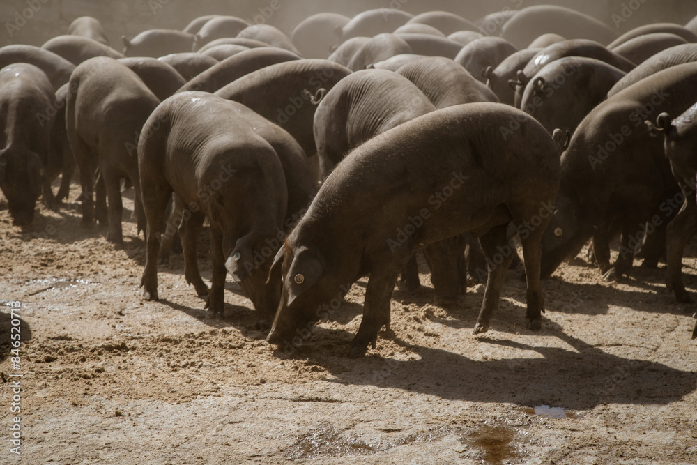 Iberian pigs feeding on a farm in the north of Andalusia Iberian pigs feeding on a farm in the north of Andalusia