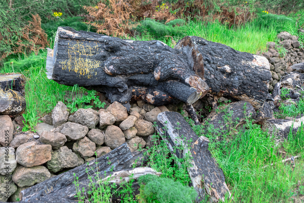 Fototapeta premium Tree stumps with burnt tree bark. Pile of trunks on the grass