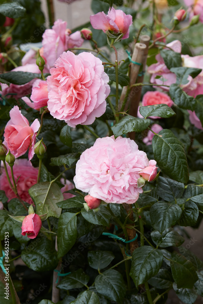 Rosa Strawberry Hill Ausrimini, english rose with pink flowers Rosa Strawberry Hill Ausrimini, english rose with pink flowers