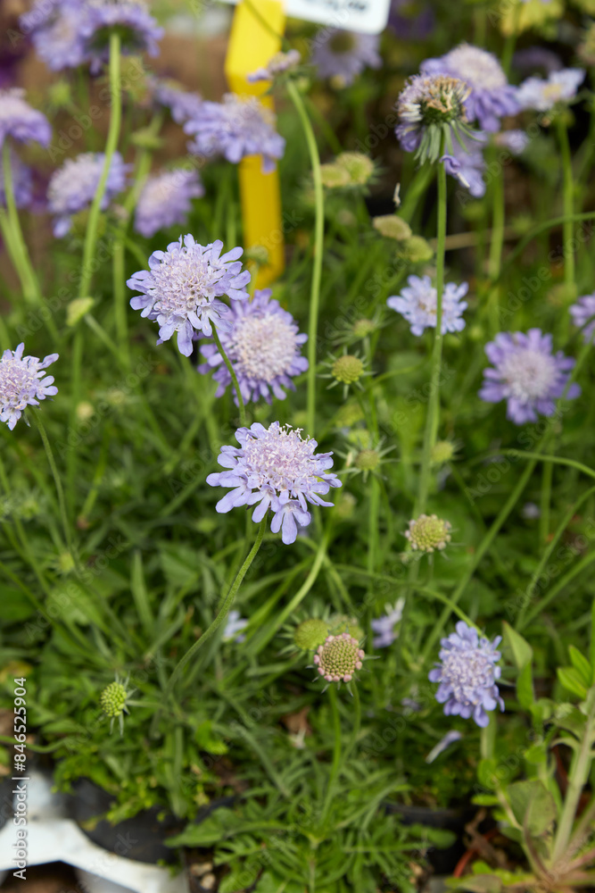 Scabiosa Columbaria Nana plant with blue flowers Scabiosa Columbaria Nana plant with blue flowers