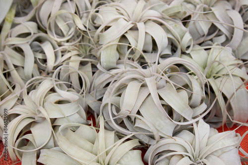 Tillandsia xerographica, air plant leaves texture background photo