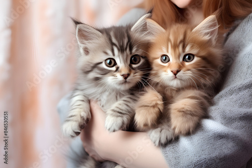 Woman hold cute little kittens in hands. Close-up of 6 two-month-old Maine Coon kittens in caring female hands. Selective focus Adoption concept. Sweet lovely moment