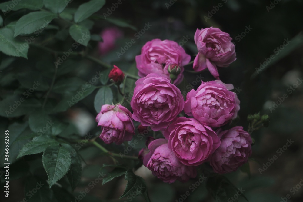 blooming flower, bud, flower cluster, garden, pink,purple, Spring, summer, Background, screen blooming flower, bud, flower cluster, garden, pink,purple, Spring, summer, Background, screen