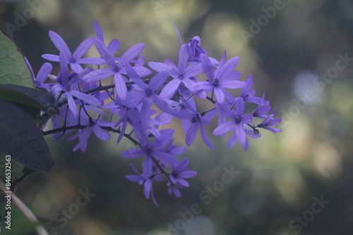 feature, blooming flower bud, garden, blue Purple, green leaf, positive,Energetic,dreamlike photo