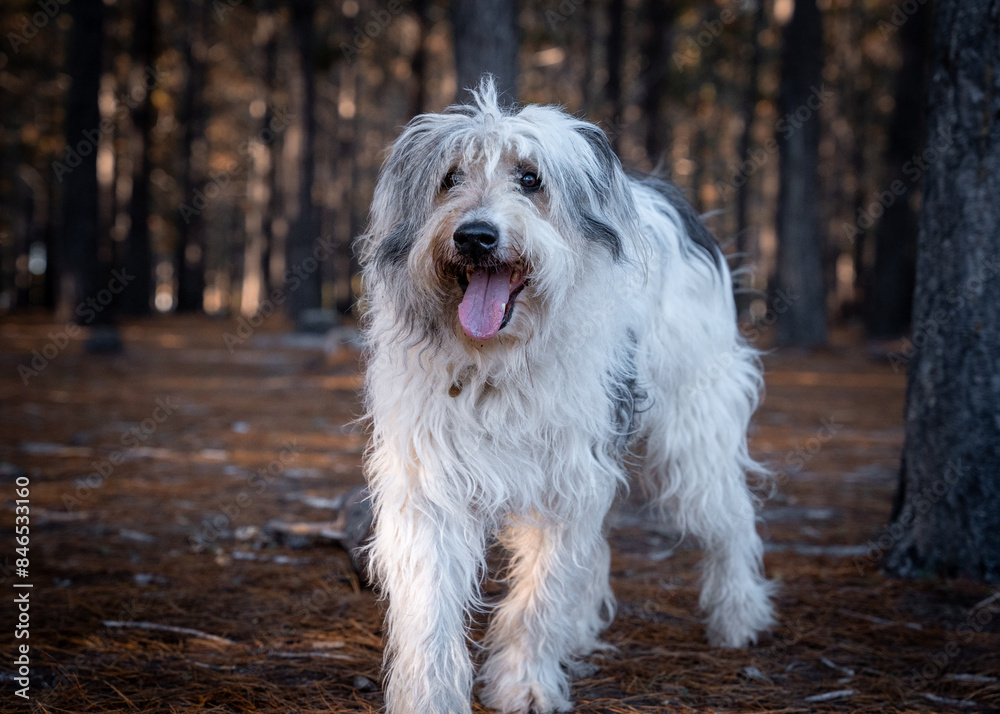Closeup of a happy Sapsali dog in a forest Closeup of a happy Sapsali dog in a forest
