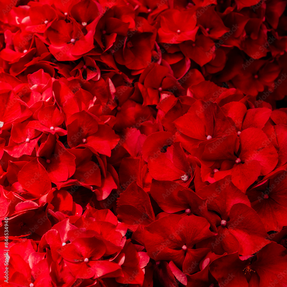 Bright red background of small hydrangea flowers. Bright red background of small hydrangea flowers.