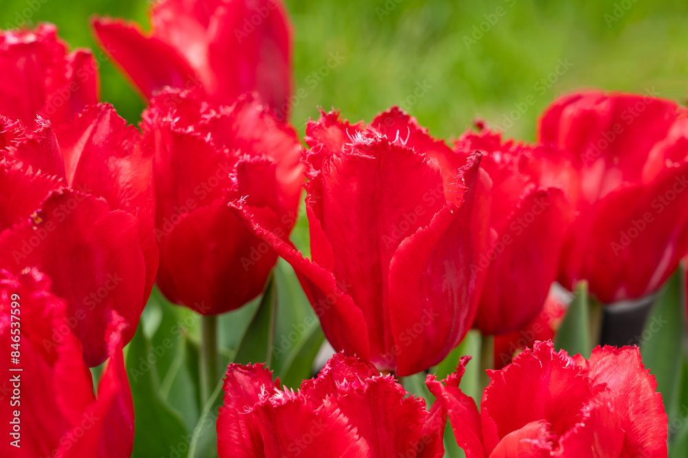 Obraz premium Beautiful colorful tulips in the garden.