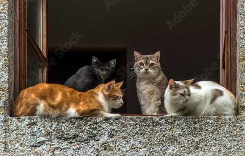 Chats domestiques sur un rebord de fenêtre en Aubrac à Saint-Urcize, Cantal, France photo