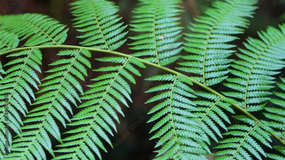 Bracken Fern in Autumn Forest