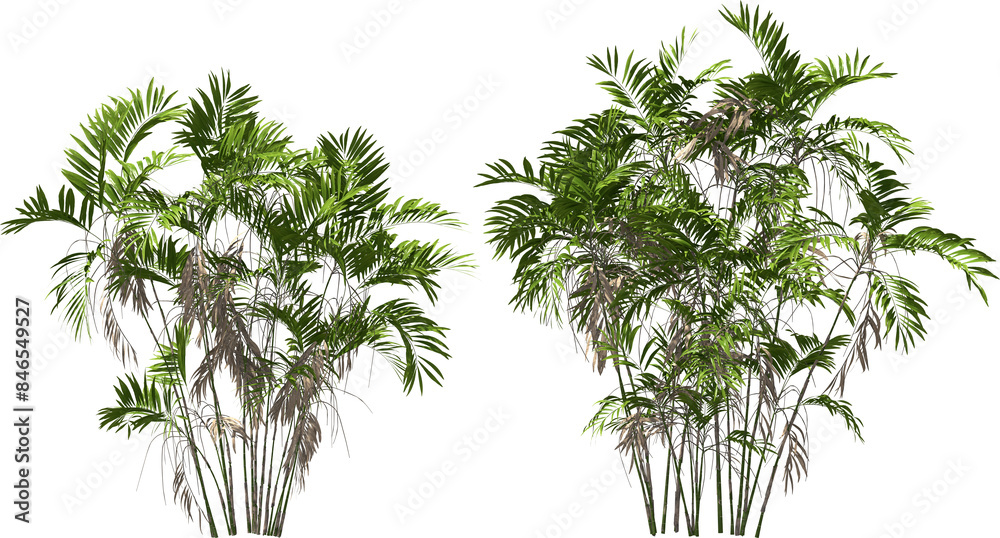 costaricana cluster palm trees hq arch viz cutout plants