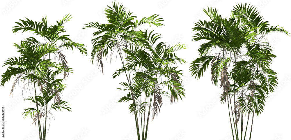 costaricana cluster palm trees hq arch viz cutout plants