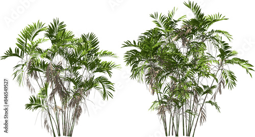 Obraz na płótnie costaricana cluster palm trees hq arch viz cutout plants w salonie
