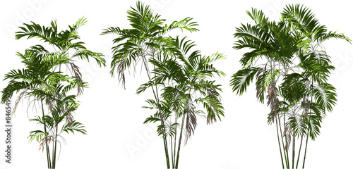 Obraz na płótnie costaricana cluster palm trees hq arch viz cutout plants w salonie