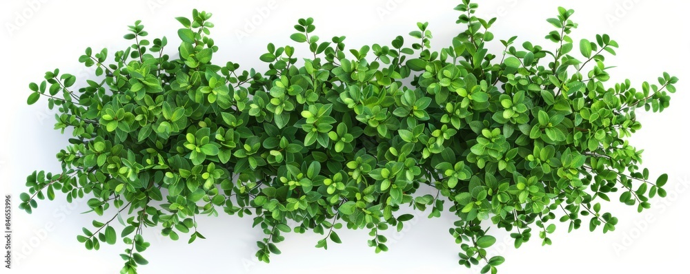 Photograph of sedum, stonecrop isolated on white background. Close up of succulent plant. Photograph of sedum, stonecrop isolated on white background. Close up of succulent plant.