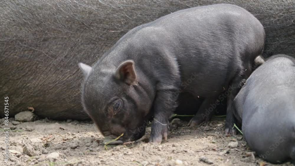 Black pigs in an organic enclosure with a sow nursing her piglets. The pigs walk and play on a ground covered with plants, enjoying the sun. Black pigs in an organic enclosure with a sow nursing her piglets. The pigs walk and play on a ground covered with plants, enjoying the sun.