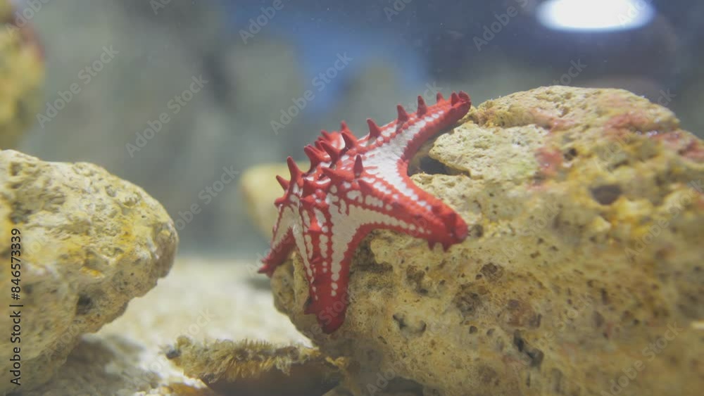 A red and white starfish on a rock in an aquarium, showcasing underwater marine life beauty A red and white starfish on a rock in an aquarium, showcasing underwater marine life beauty