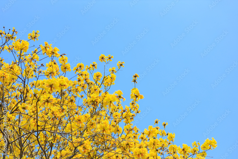 Golden Tree flowers on the blue sky background, Silver Trumpet Tree, Tree of Gold, Yellow flowers, Handroanthus chrysanthus Golden Tree flowers on the blue sky background, Silver Trumpet Tree, Tree of Gold, Yellow flowers, Handroanthus chrysanthus