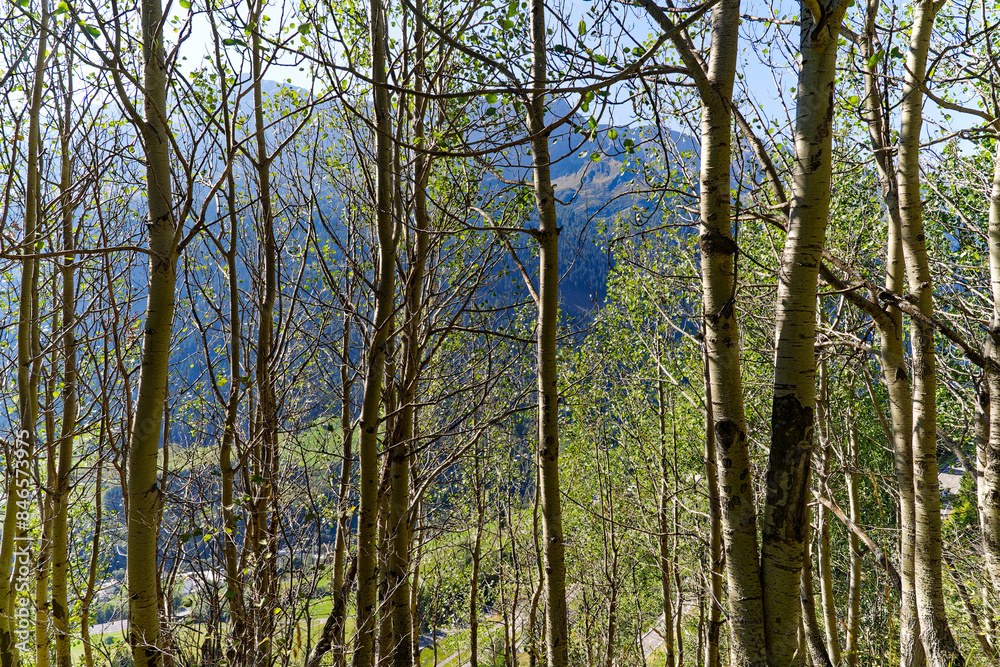 Fototapeta premium Tree trunks with scenic view of mountain village Airolo with Leventina Valley in the Swiss Alps on a sunny late summer day. Photo taken September 10th, 2023, Gotthard, Switzerland.